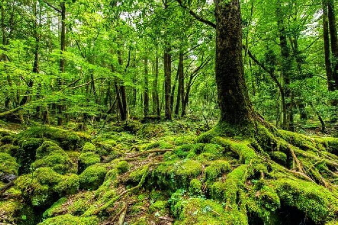 Private Tour of Mt. Fuji Culture and Nature Walk - Key Points
