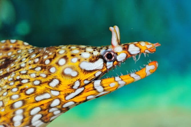 Private Tour of Shanghai Ocean Aquarium, Longhua Temple and Oriental Peal Tower - Key Points