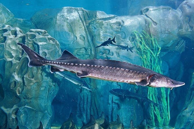 Private Tour of Shanghai Ocean Aquarium Yu Garden and Oriental Pearl Tower - Discovering Shanghai in a Day: A Detailed Review of the Private Tour of Shanghai Ocean Aquarium, Yu Garden, and Oriental Pearl Tower