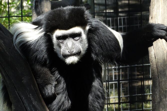 Private Tour of Sonoma Wild Safari Animal Park and Sonoma Redwoods - Key Points