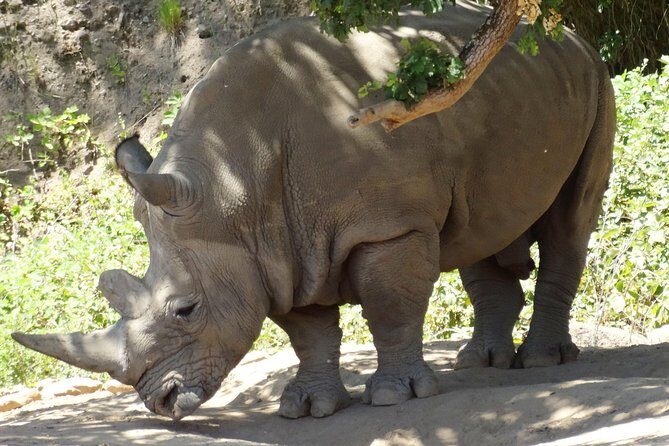 Private Tour of Sonoma Wild Safari Animal Park and Sonoma Redwoods - The Final Verdict: Is It Worth It?