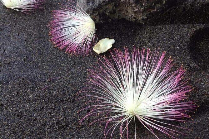 Private Tour of Tahiti's East Coast 3hours - Starting Point: Papeete and Immediate Escape from the Tourist Crowd