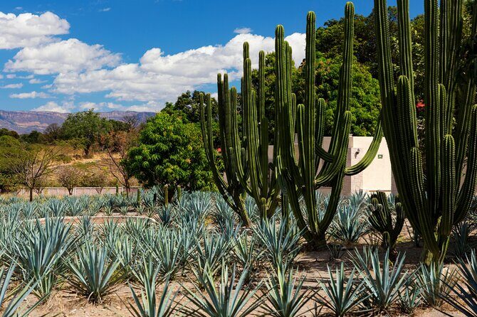 Private Tour of Teuchitlan Archaeological Area and Tequila Motorcycle Tour - FAQ