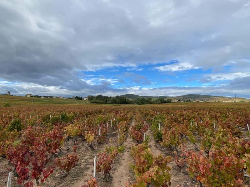 Private tour of the Beaujolais region, wine tastings, and local restaurant - Key Points