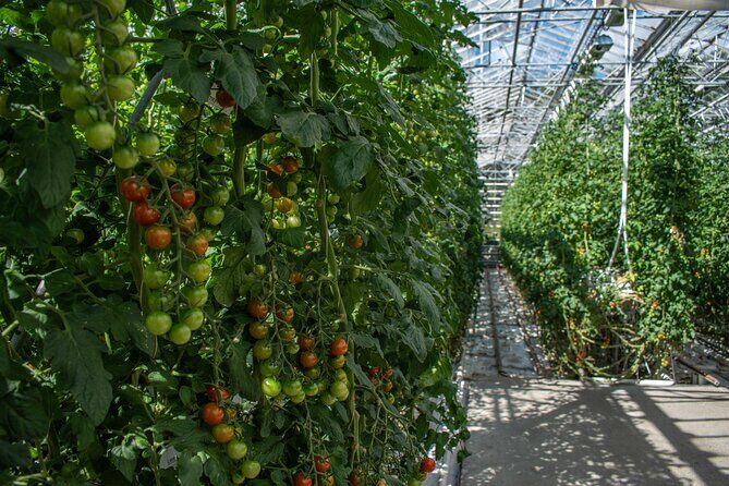 Private Tour Of The Golden Circle With Farm Visits In Iceland - FAQ