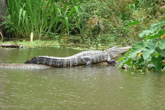 Private Tour of the Honey Island Swamp - An Authentic Louisiana Swamp Adventure