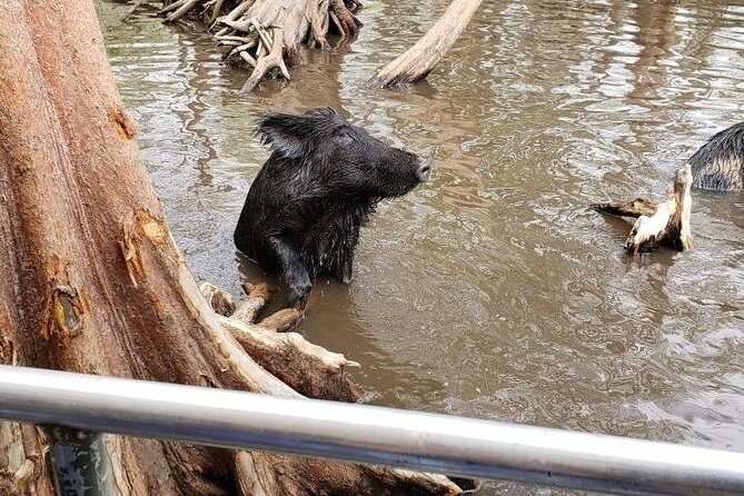 Private Tour of the Honey Island Swamp - Analyzing the Value