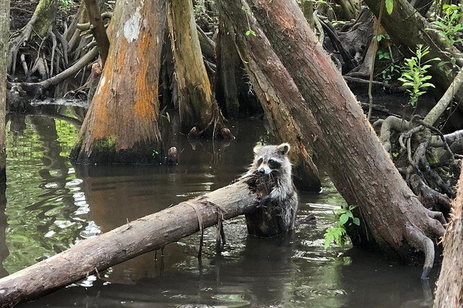 Private Tour of the Honey Island Swamp - Who Should Consider This Tour?
