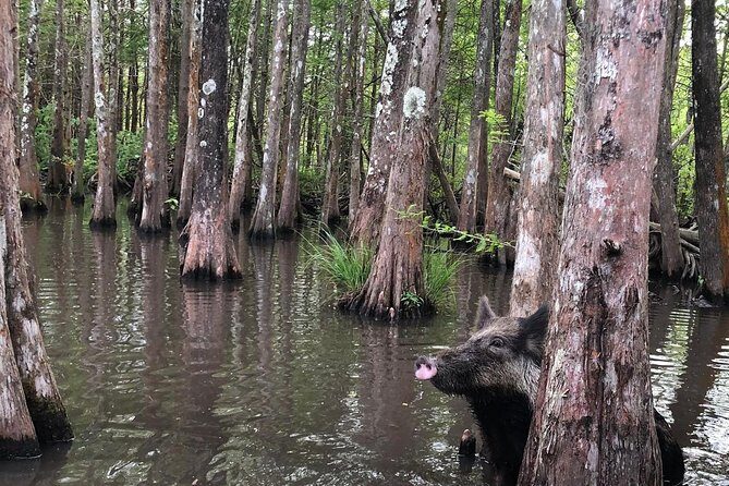 Private Tour of the Honey Island Swamp - Final Thoughts