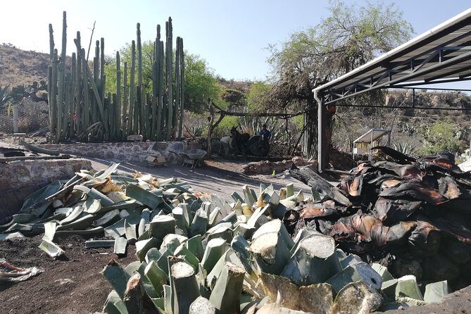 Private Tour of the Mezcal Route with Ancestral Drinks - An Introduction to the Experience
