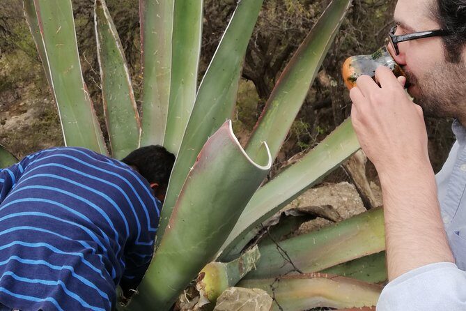 Private Tour of the Mezcal Route with Ancestral Drinks - The Value and the Experience