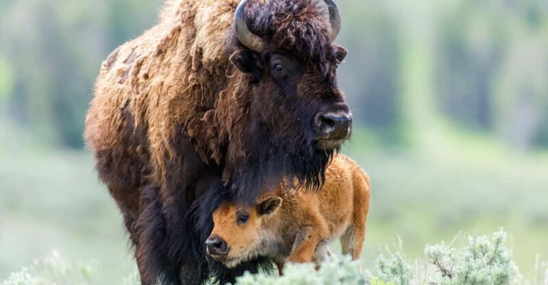 Private Tour of Yellowstone National Park - What Sets This Tour Apart?