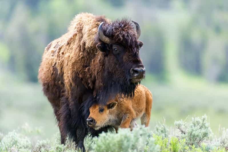 Private Tour of Yellowstone National Park - What You Should Know Before Booking