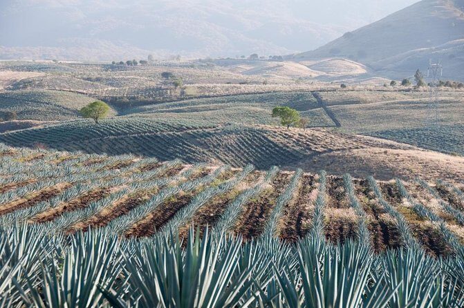 Private Tour one day of Adventure in Tequila and Tequilera Cascahuin - Key Points