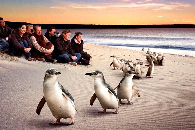 [Private Tour] Penguin Parade Phillip Island Tour. - An In-Depth Look at the Phillip Island Private Tour
