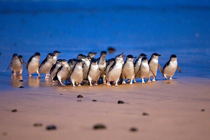 [Private Tour] Penguin Parade Phillip Island Tour. - FAQ