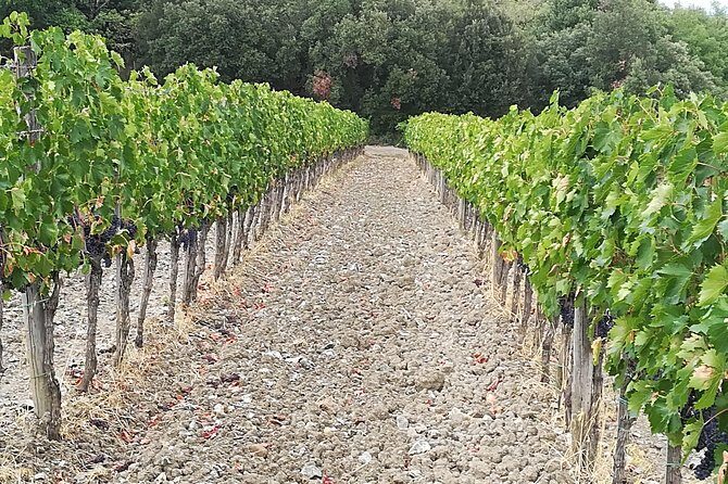 PRIVATE TOUR: Pisa & Chianti in one day with Lunch and Wine tasting Experience - Practical Details and Considerations