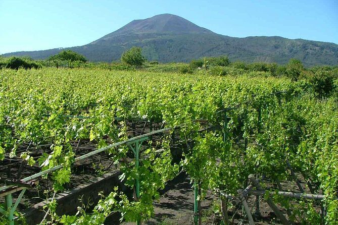 Private Tour: Pompeii & Wine Tasting at the Slopes of Mt Vesuvius - FAQ