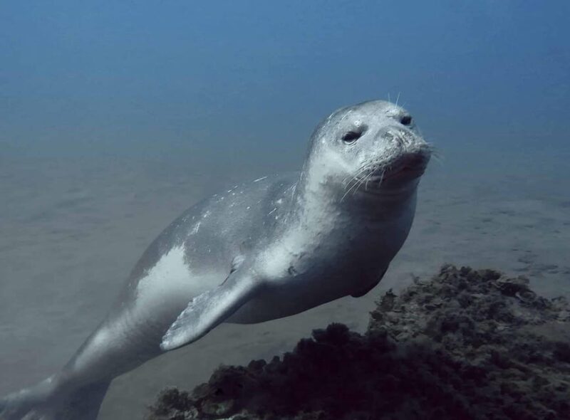 Private tour | Ponta de São Lourenço (Scuba & Snorkeling) - Introduction