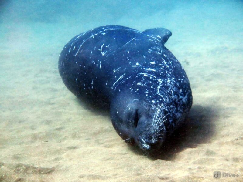 Private tour | Ponta de São Lourenço (Scuba & Snorkeling) - The Practicalities