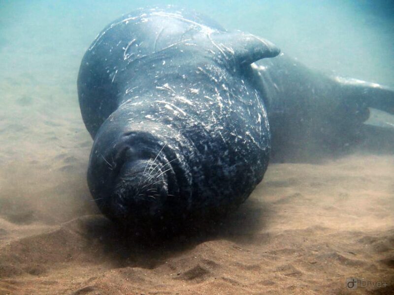Private tour | Ponta de São Lourenço (Scuba & Snorkeling) - FAQs