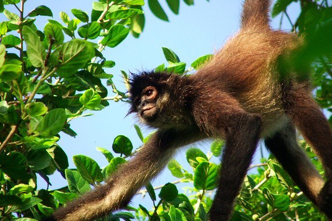 Private Tour Punta Laguna Monkey Sanctuary Zip Line - Exploring the Private Punta Laguna Monkey Sanctuary Zip Line Tour