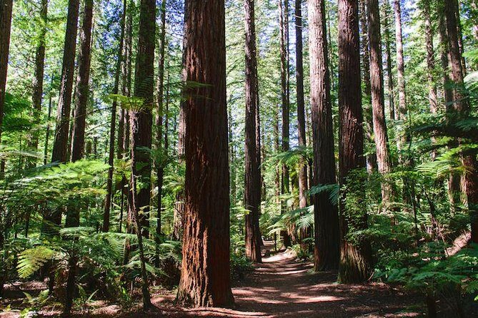 Private Tour Rotorua Shore Excursion up to 8 Passengers - A Closer Look at the Itinerary and What to Expect