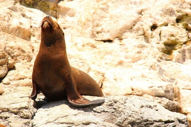 Private Tour: Sightseeing Cruise in Cabo San Lucas - How about the value?