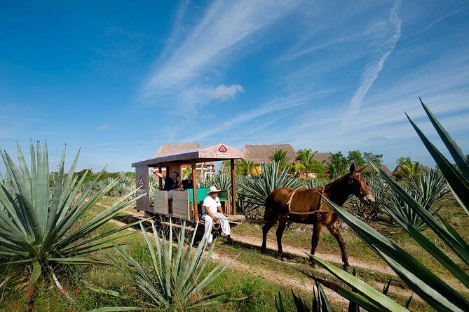 Private Tour: Sotuta de Peon Hacieda Day Trip - Authentic Experiences That Truly Pay Off