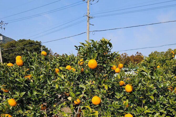 Private Tour South and West Jeju Island with Experienced Driver - FAQ