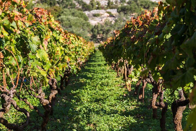 Private Tour: Ston and Peljesac Peninsula Day Trip with Wine Tasting - An In-Depth Look at the Peljesac Peninsula Private Tour