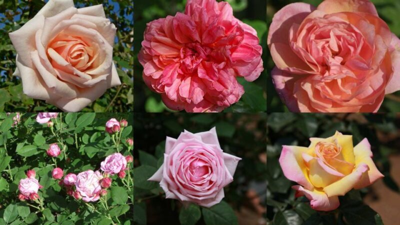 Private tour: the most beautiful medieval villages, full day - Final Thoughts