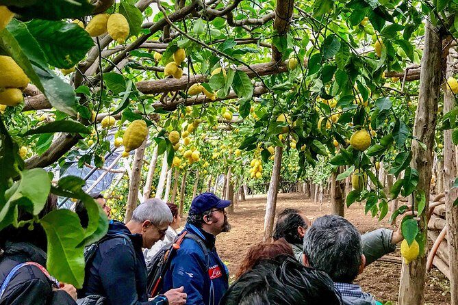 Private Tour: The Path of the Lemons - Exploring the Path of the Lemons: A Detailed Review