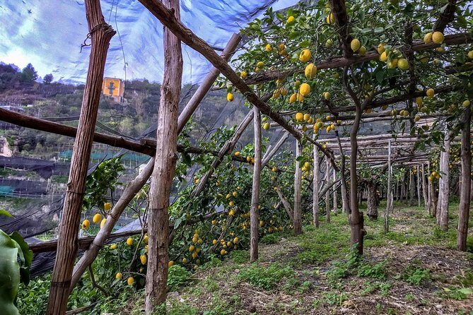 Private Tour: The Path of the Lemons - Pricing and Whats Included