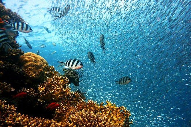 Private Tour: Tioman Island (Sribuat) Reef Snorkel & Summit Hike from Singapore - Key Points