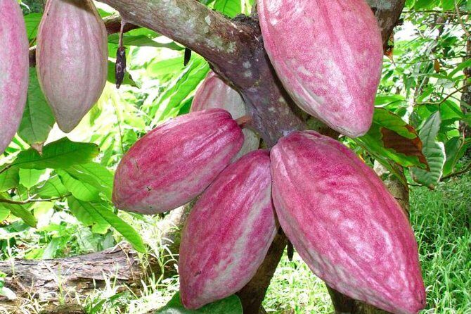 Private Tour to Aelan Chocolate Factory in Port Vila - FAQs
