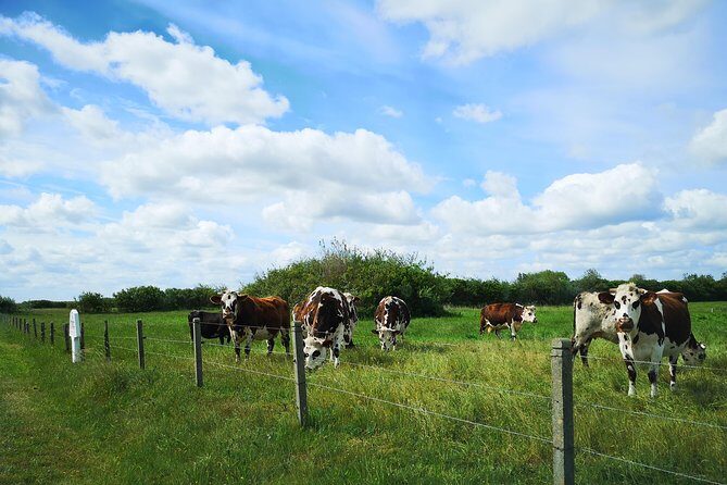 Private Tour to Bayeux, Honfleur and Pays d' Auge from Caen - FAQ