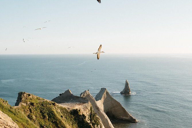 Private tour to Cape Kidnappers Gannet Colony - An Introduction to the Tour Experience
