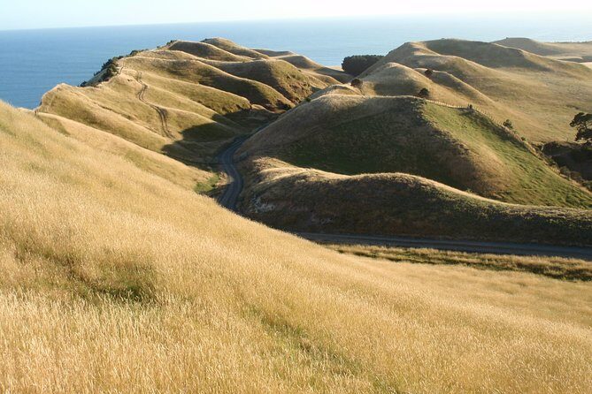 Private tour to Cape Kidnappers Gannet Colony - Price and Value Analysis