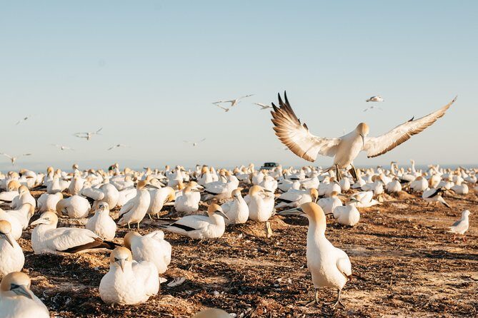 Private tour to Cape Kidnappers Gannet Colony - What Travelers Say
