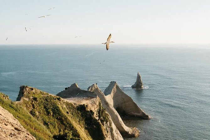 Private tour to Cape Kidnappers Gannet Colony - The Sum Up
