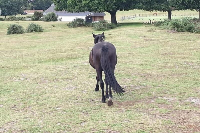 Private tour to Durdle Door, Corfe Castle, New Forest - Key Points