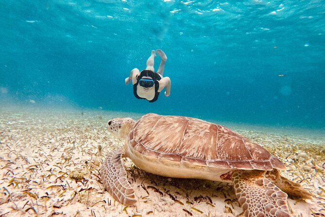 Private Tour to El Cielo and El Cielito and Palancar Cozumel - Introduction