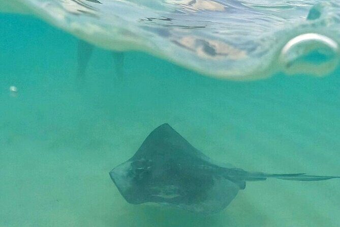 Private Tour to El Cielo and El Cielito and Palancar Cozumel - Key Points