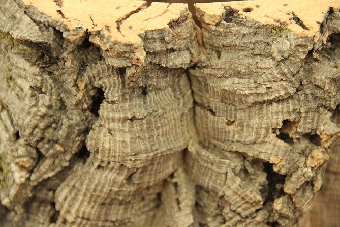 Private Tour to Evora and Cork Experience from Lisbon - Authentic, Knowledgeable Guides Make a Difference