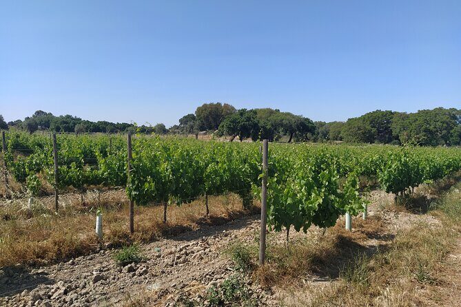 Private Tour to Évora with Wine tasting - Optional Stop at Almendres Cromelech