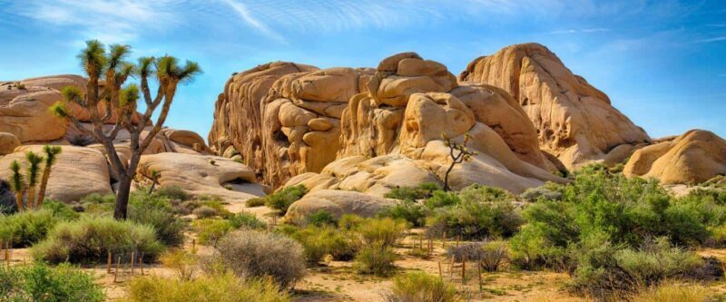 Private tour to Joshua Tree National park from Los Angeles - Key Points