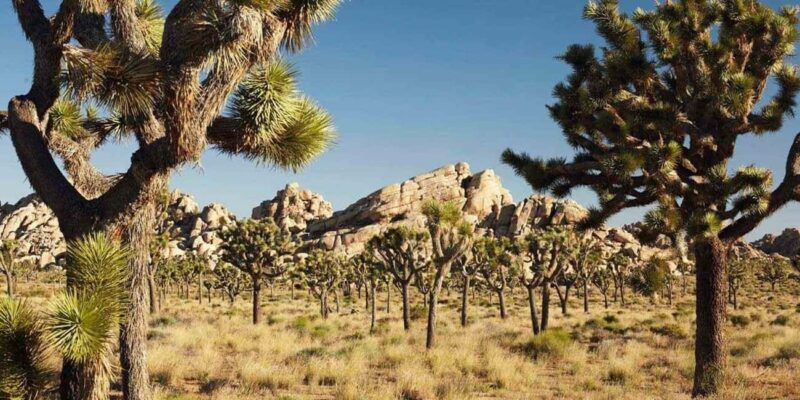 Private tour to Joshua Tree National park from Los Angeles - The Sum Up: Who Is This Tour Best For?