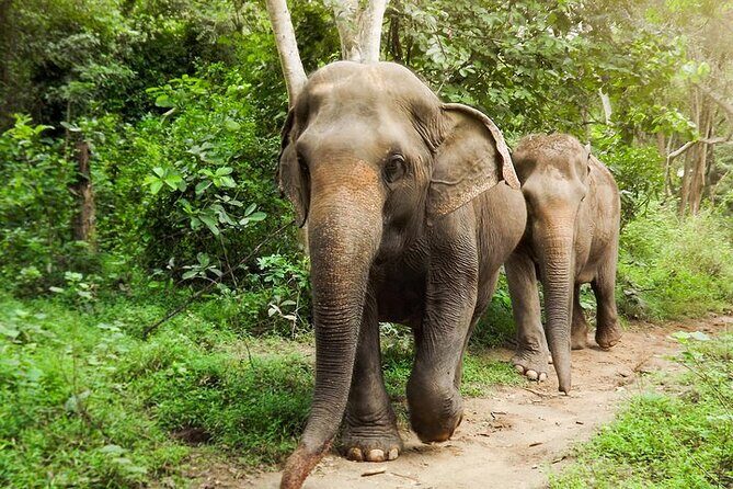 Private Tour to Kanchanaburi Death Railway and Elephant Haven - A Balanced Look at the Private Kanchanaburi Tour: History, Culture, and Elephant Encounters