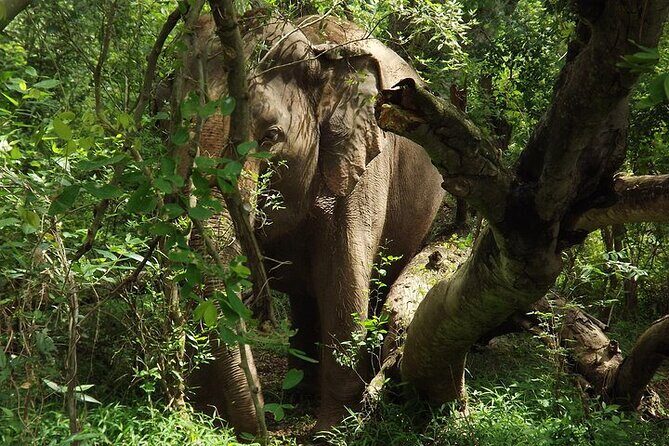Private Tour to Kanchanaburi Death Railway and Elephant Haven - Final Thoughts: Who Is This Tour For?